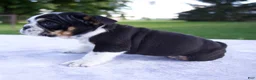 Beabull dogs for sale: Hope - Ad 3