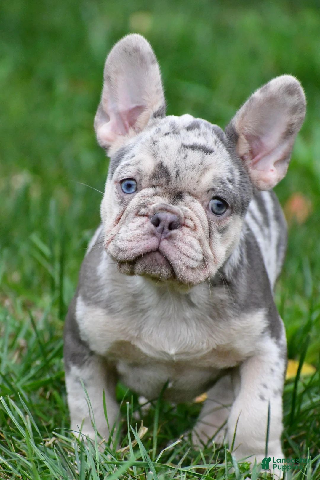 French Bulldog dogs for sale: Roxy - Ad 1