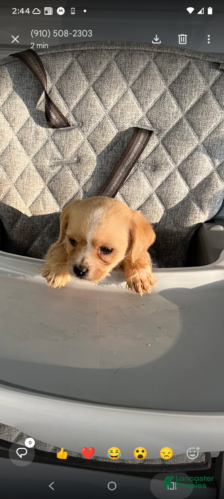 Chipoo dogs Leo - Ad 1