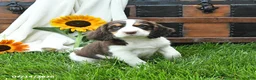 English Springer Spaniel dogs for sale: Zinnia - Ad 4