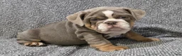 English Bulldog dogs for sale: Warfield - Ad 1