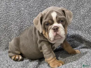 English Bulldog dogs Warfield - Ad 5