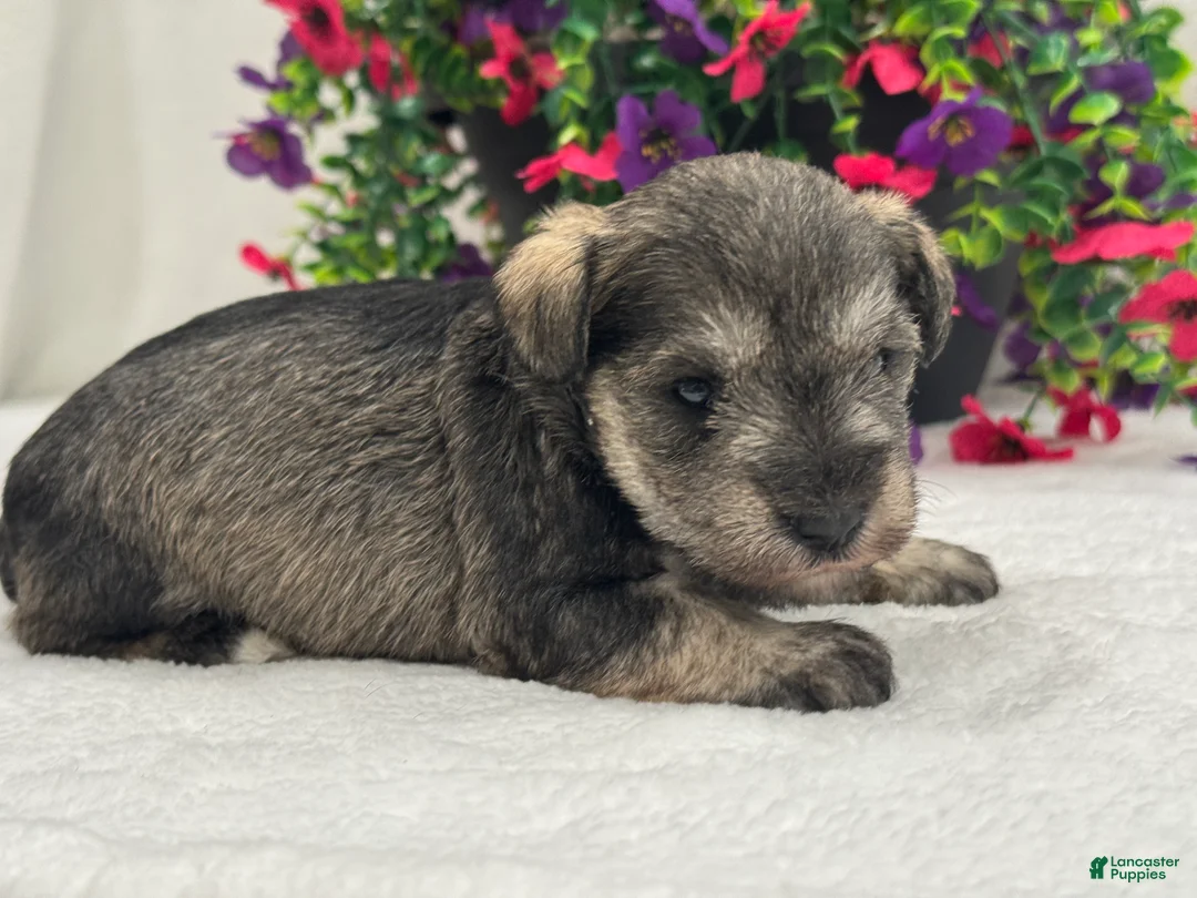 Miniature Schnauzer dogs for sale: Josie Female 4 - Ad 4