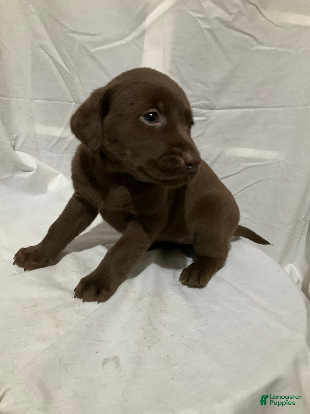 Labrador Retriever dogs for sale: Willow - Ad 8