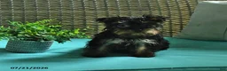 Yorkshire Terrier dogs for sale: Bonnie - Ad 3