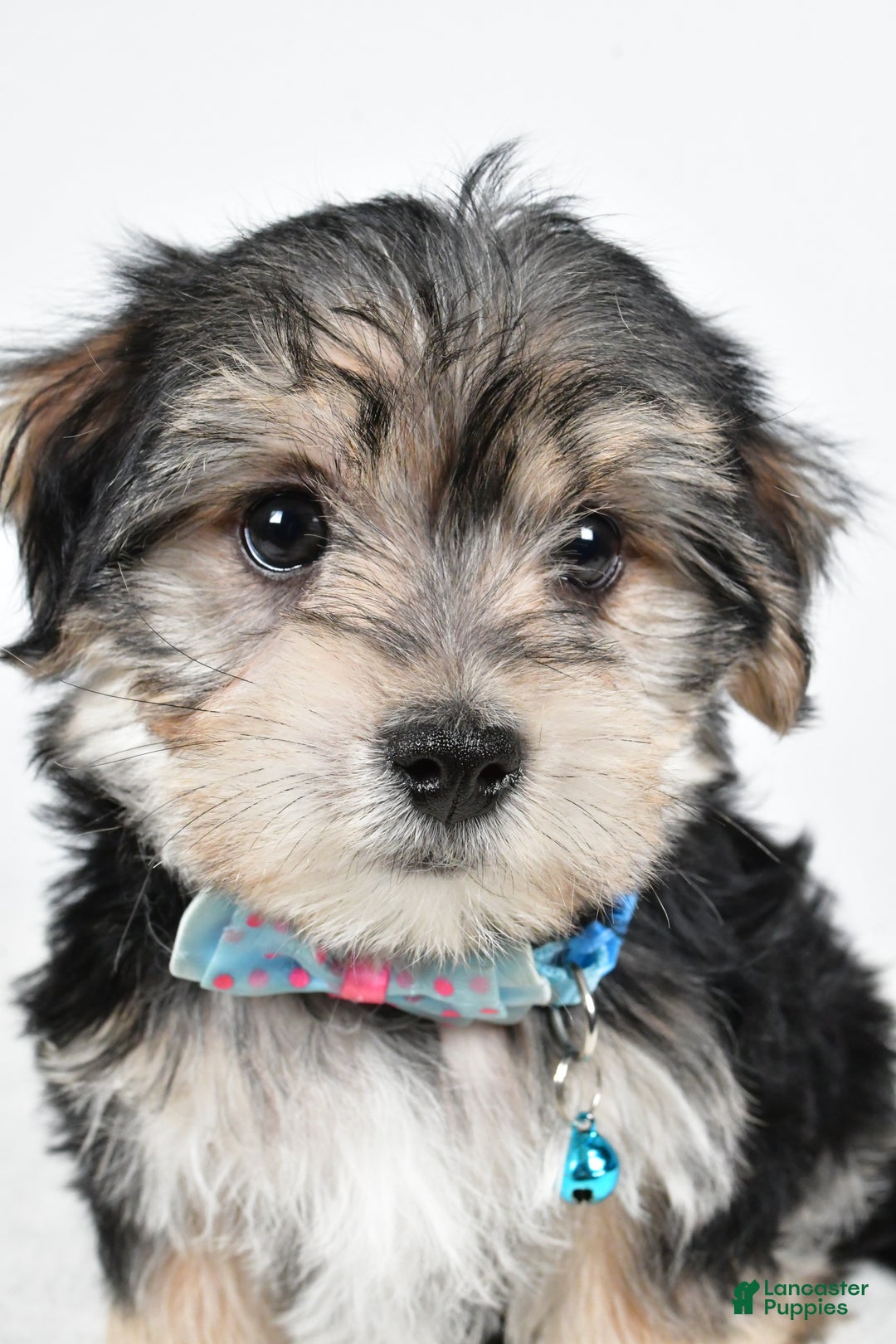 Morkie dogs for sale: Virgel - Ad 8