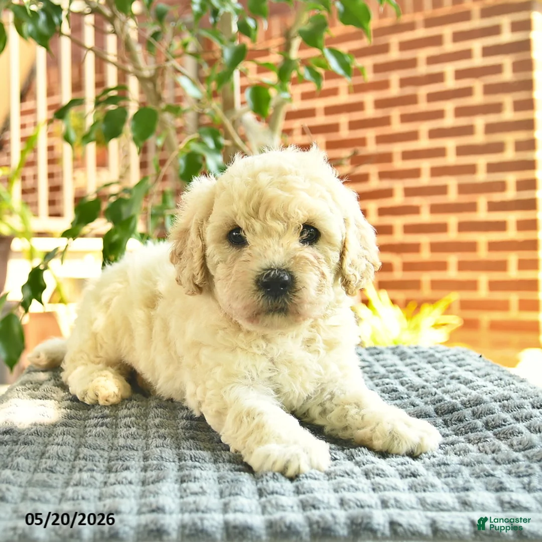 Mini Goldendoodle dogs for sale: April  - Ad 2
