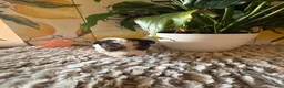 Wire Fox Terrier dogs for sale: Judy Hopps  - Ad 5