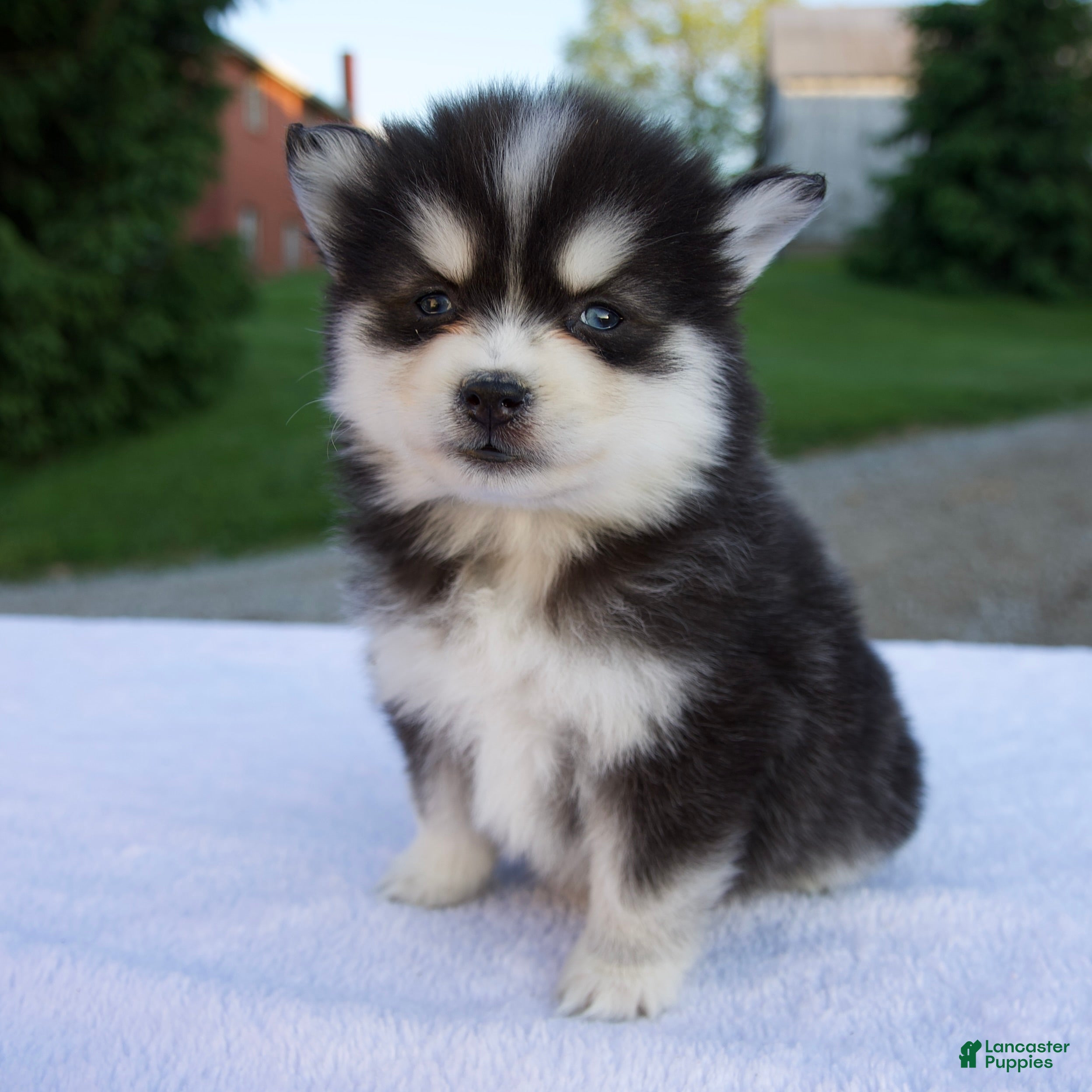 Pomsky dogs Melody - Ad 1