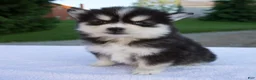 Pomsky dogs for sale: Melody - Ad 1