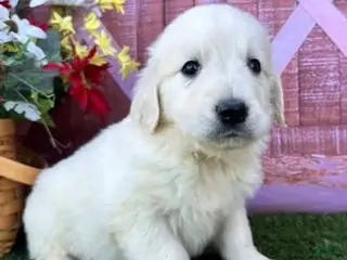 Golden Retriever dogs Golden Retriever Puppy 3 - Ad 10