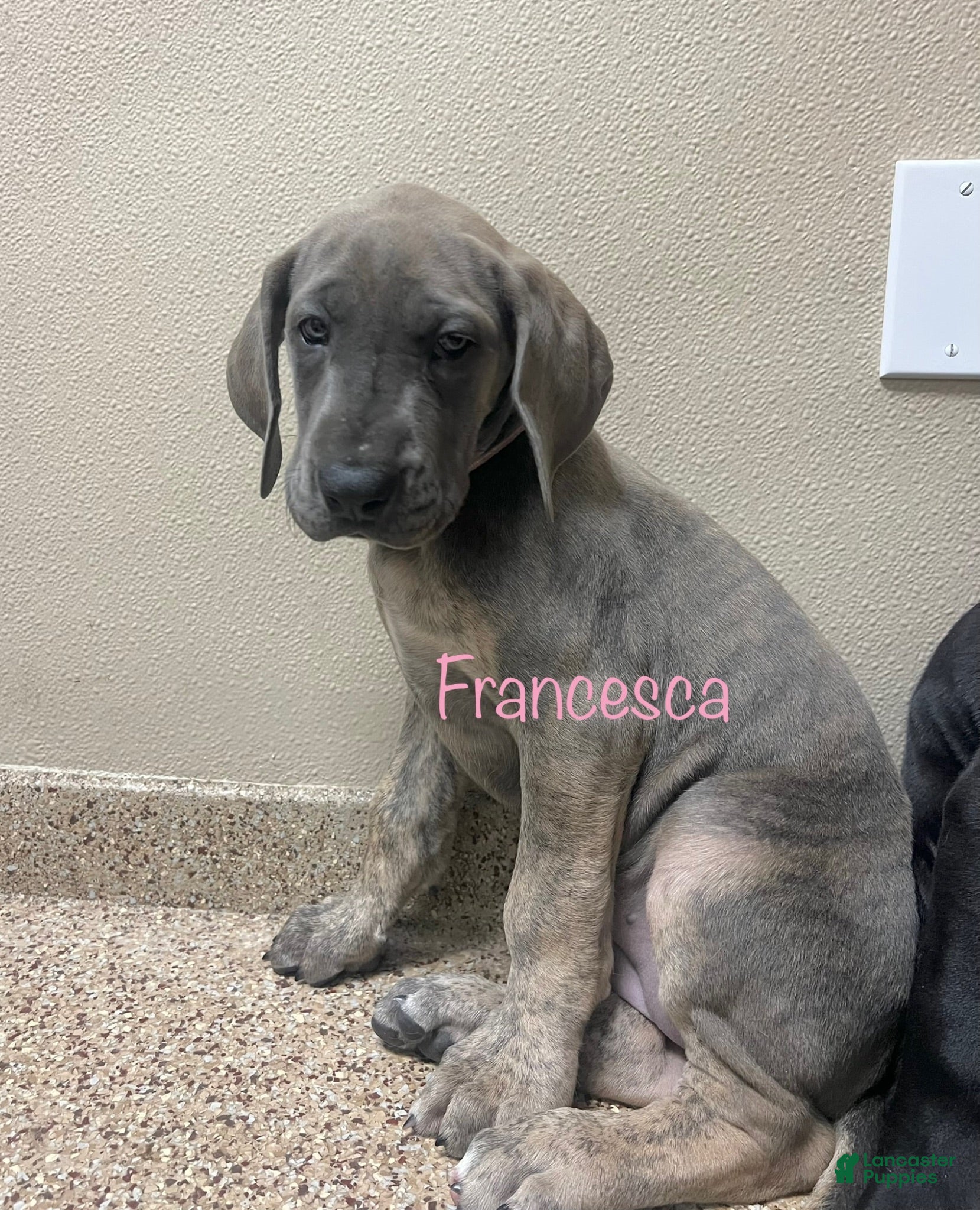 Great Dane dogs Francesca  - Ad 1