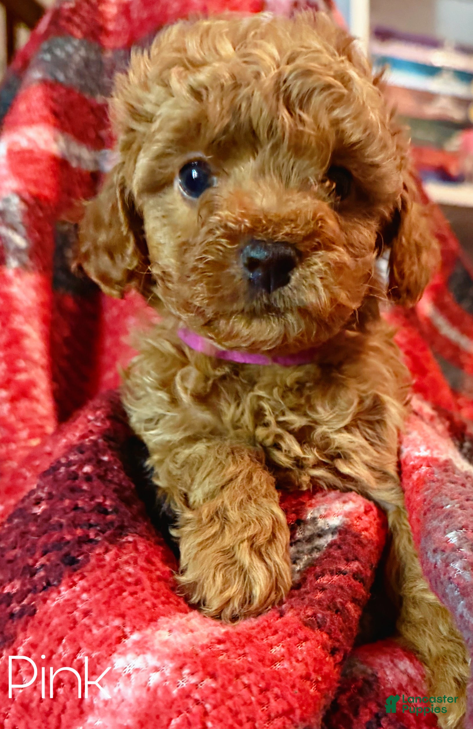 Toy Poodle dogs Pinky - Ad 8