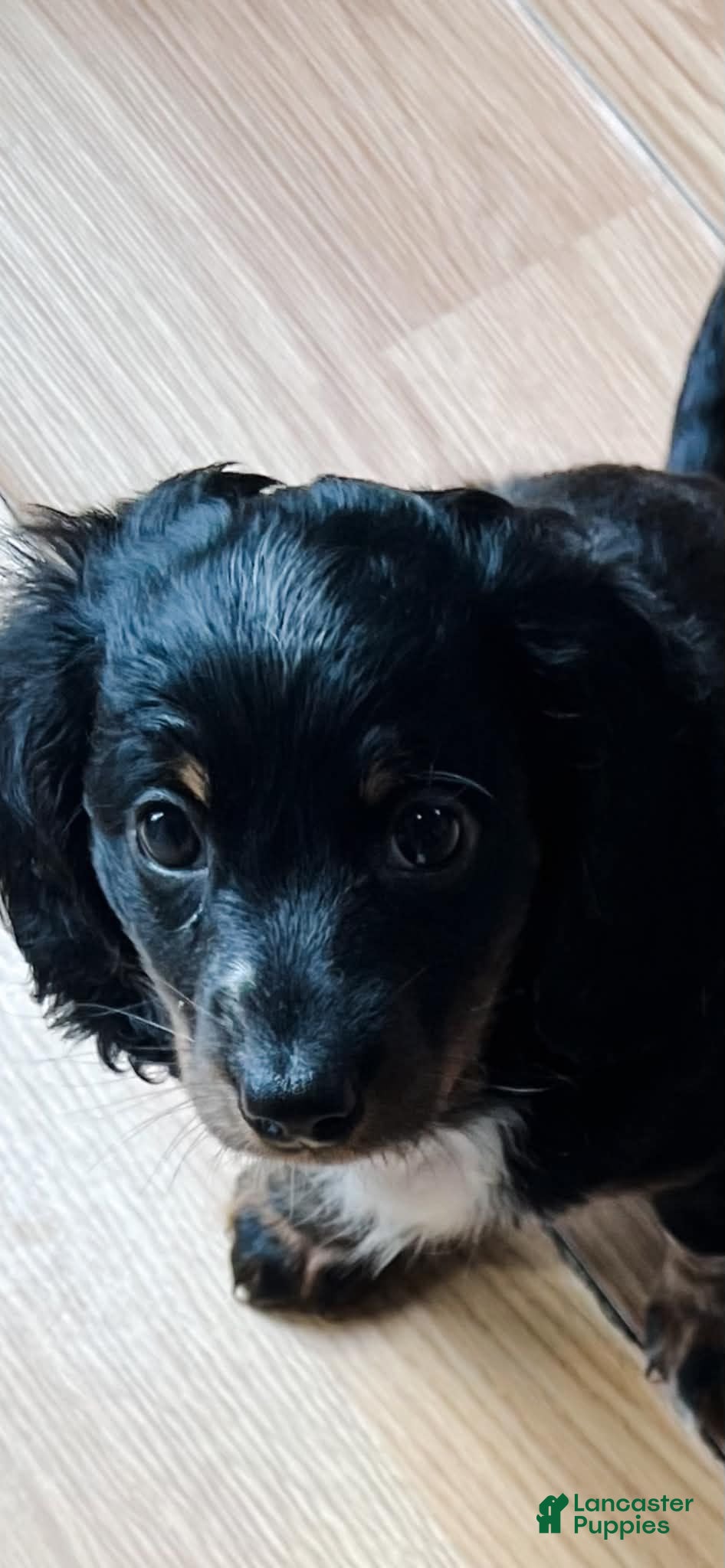 Dachshund dogs Rory  - Ad 42