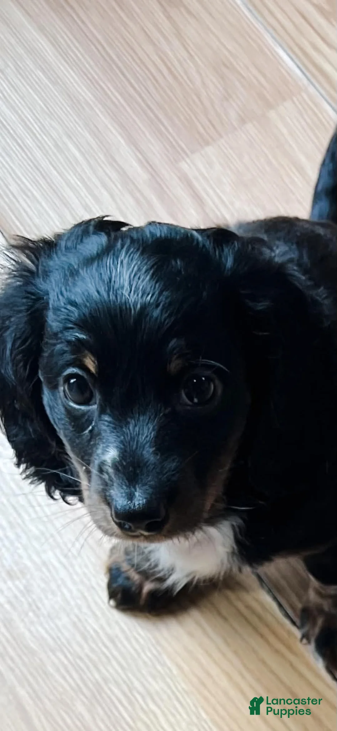 Dachshund dogs for sale: Rory  - Ad 1