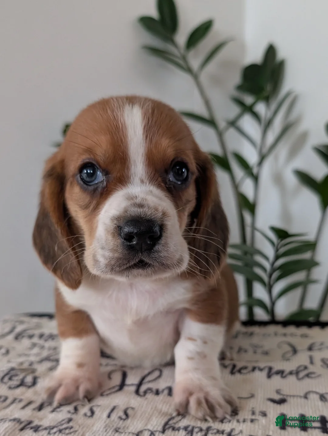 Mixed Breed dogs for sale: Jeb - Ad 1