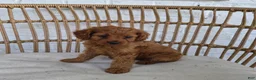 Cavapoo dogs for sale: Carly - Ad 4