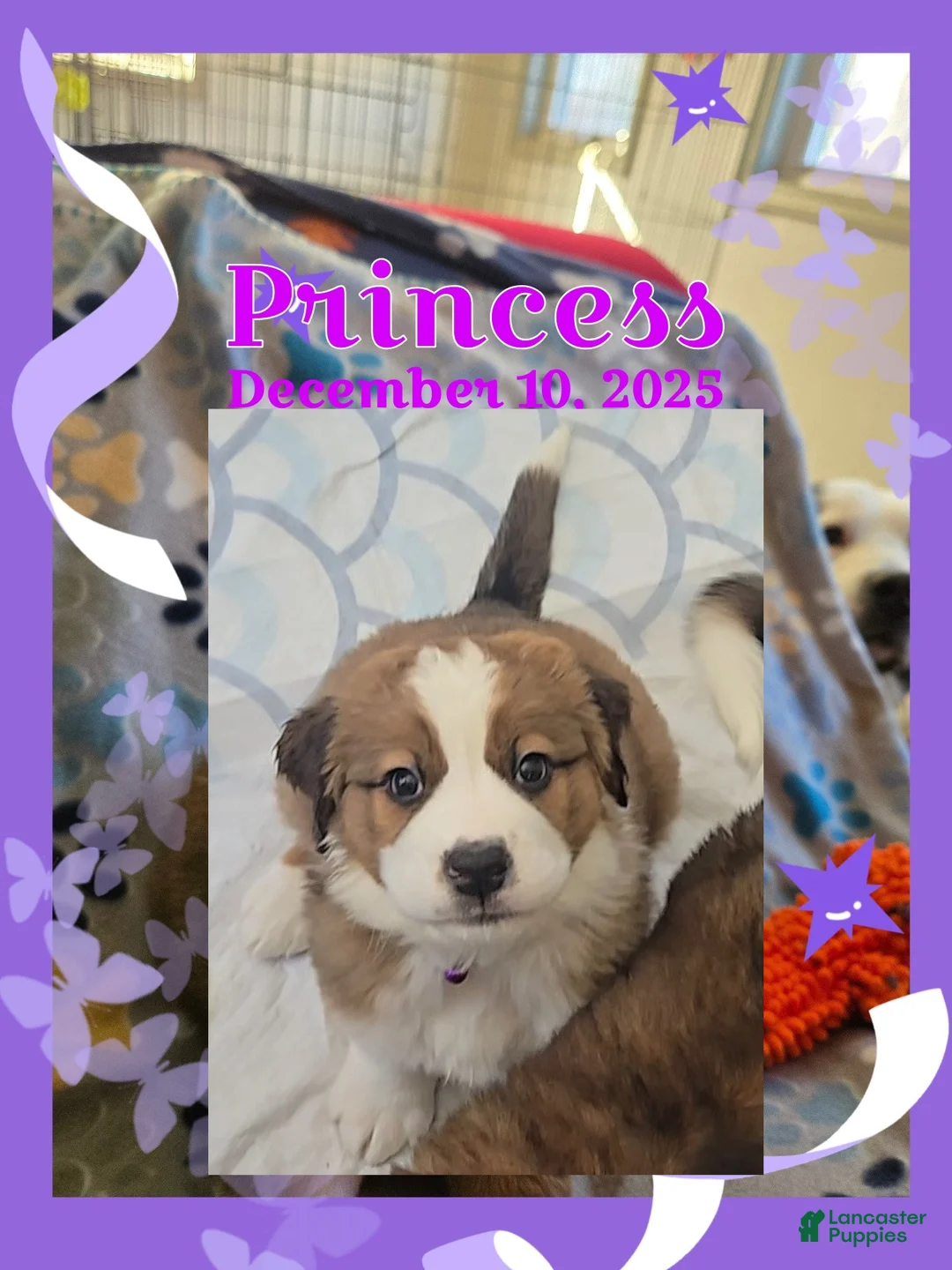 Mixed Breed dogs for sale: Princess - Ad 2
