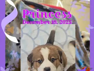 Mixed Breed dogs Princess - Ad 13