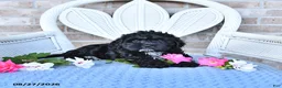 Cockapoo dogs for sale: Tulip - Ad 4