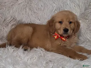 Golden Retriever dogs Rio - Ad 20