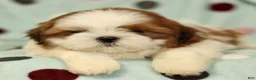 Shih Tzu dogs for sale: Brady - Ad 2