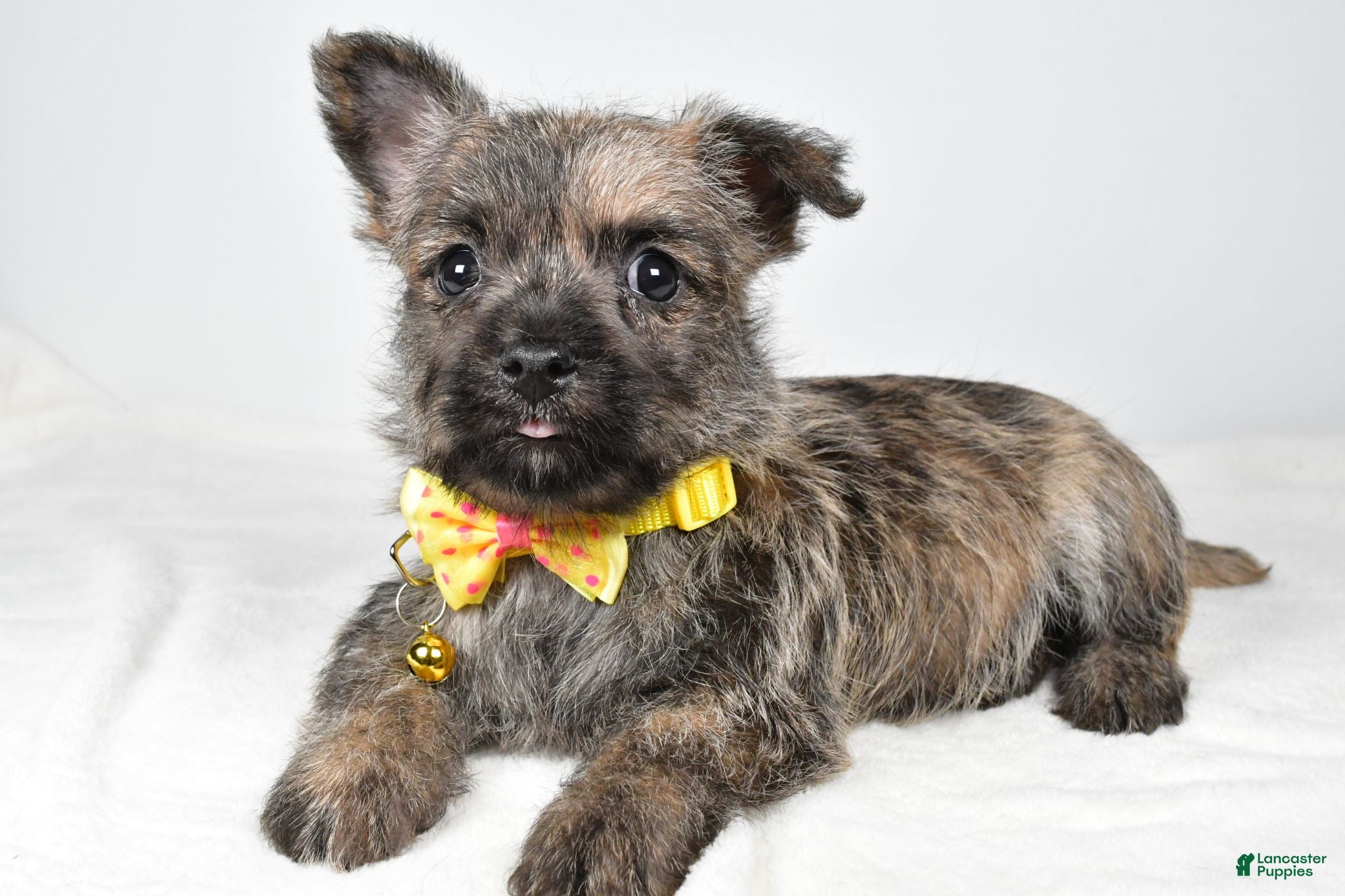 Cairn Terrier dogs Champion - Ad 1