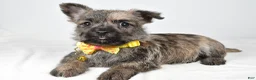 Cairn Terrier dogs for sale: Champion - Ad 1