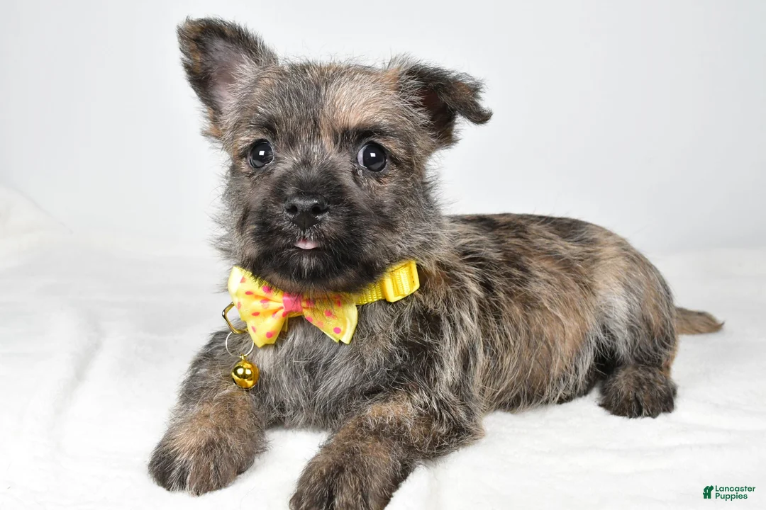 Cairn Terrier dogs for sale: Champion - Ad 1