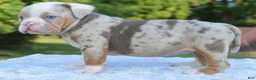 Mixed Breed dogs for sale: Maggie mini hybrid bulldog  - Ad 5
