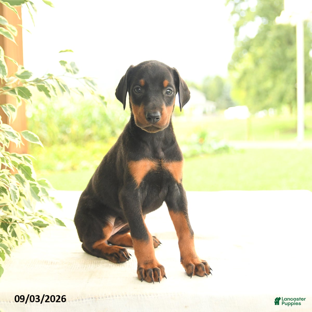 Doberman Pinscher dogs Ava  - Ad 1