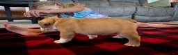 English Bulldog dogs for sale: Tyson - Ad 4