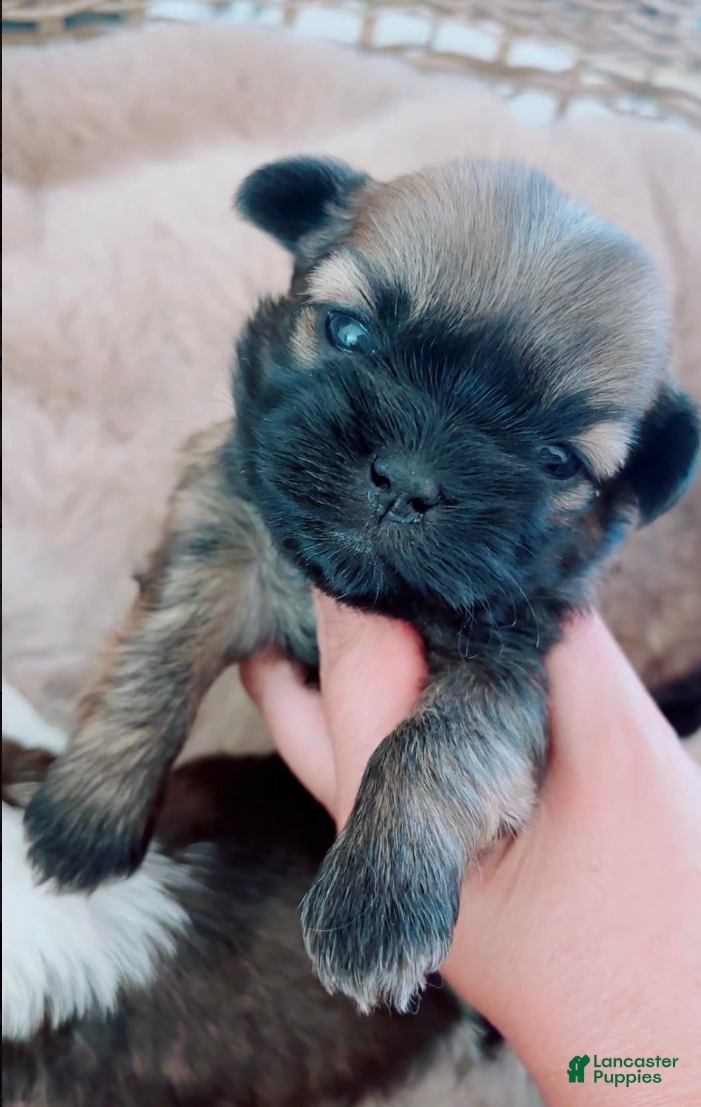 Shih Tzu dogs Gizmo - Ad 1