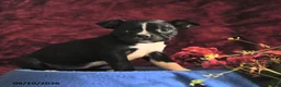 Boston Terrier dogs for sale: Chichi - Ad 3