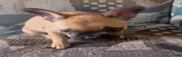 French Bulldog dogs for sale: LIZZIE - FAWN CUTIE IN CALI, USA DELIVERY & FINANCING OPTIONS! - Ad 7