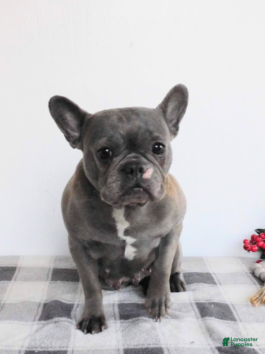 French Bulldog dogs for sale: Millie - Ad 1