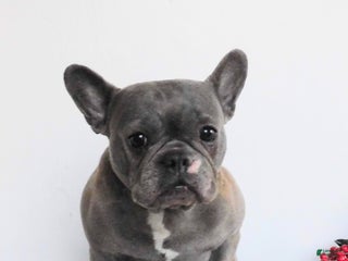 French Bulldog dogs Millie - Ad 20