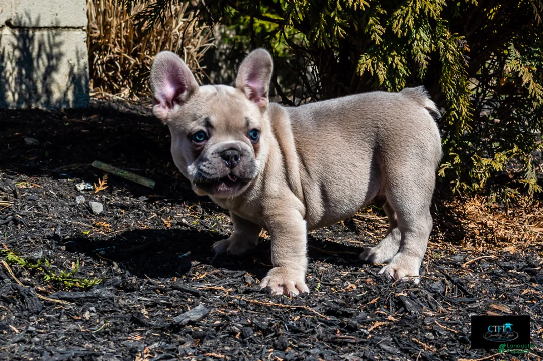 French Bulldog dogs for sale: Cowboy - Ad 5