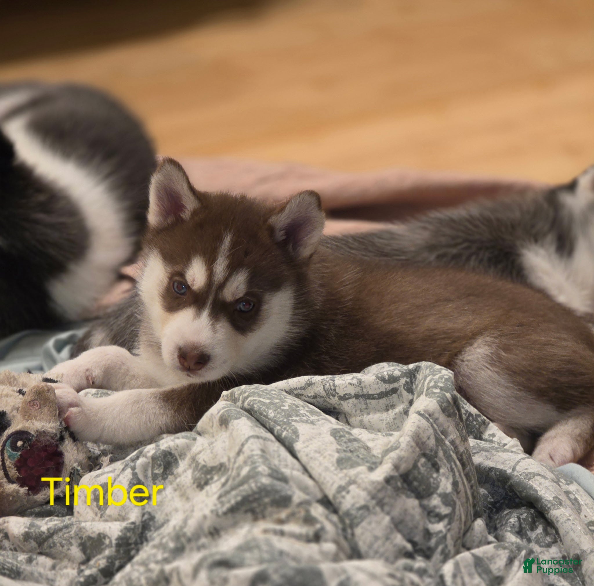 Siberian Husky dogs Timber - Ad 37