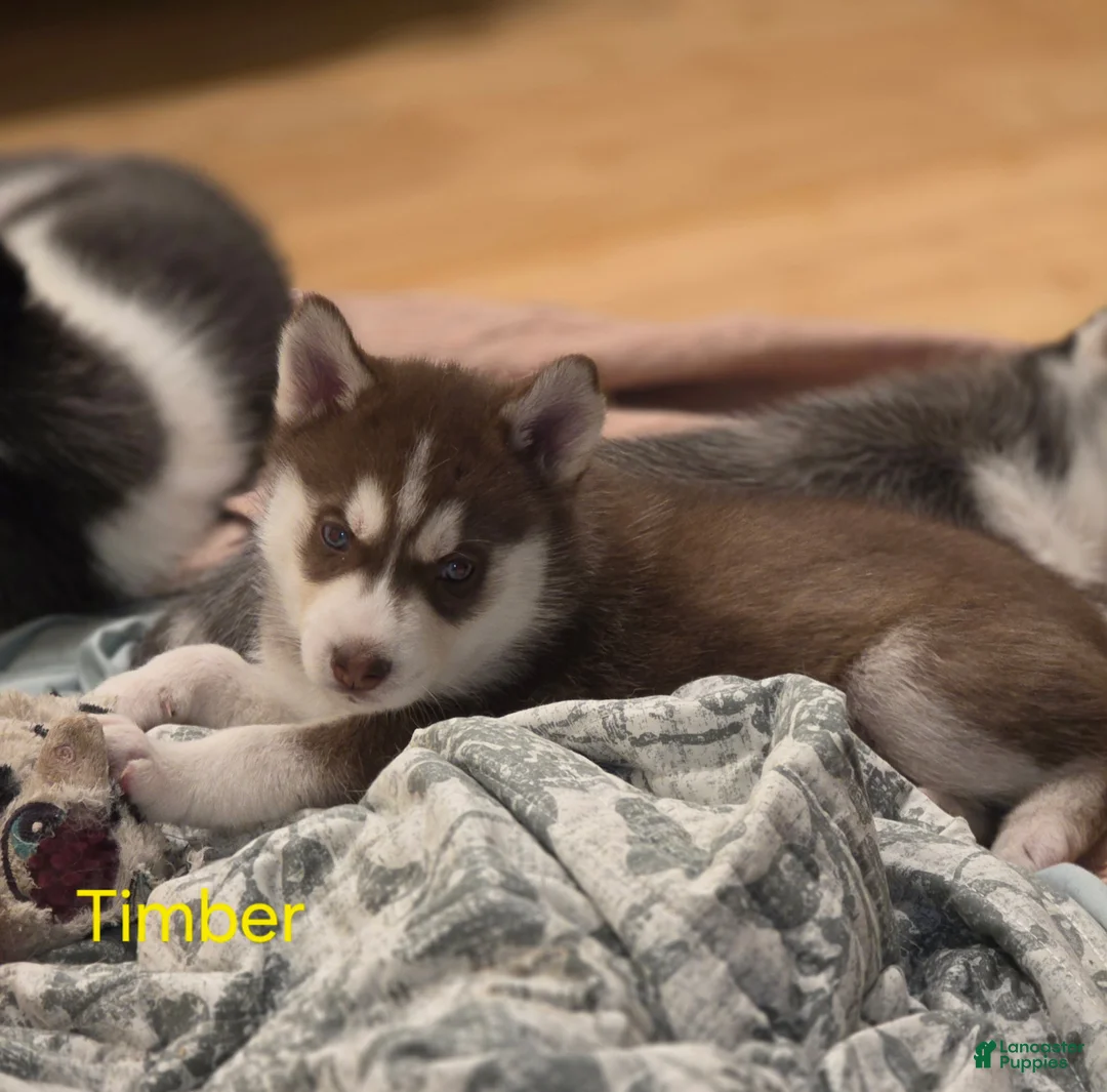 Siberian Husky dogs for sale: Timber - Ad 1