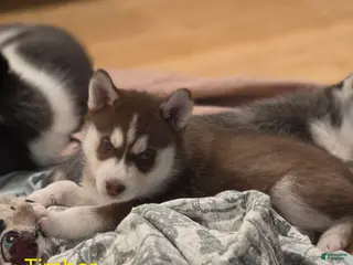 Siberian Husky dogs Timber - Ad 37