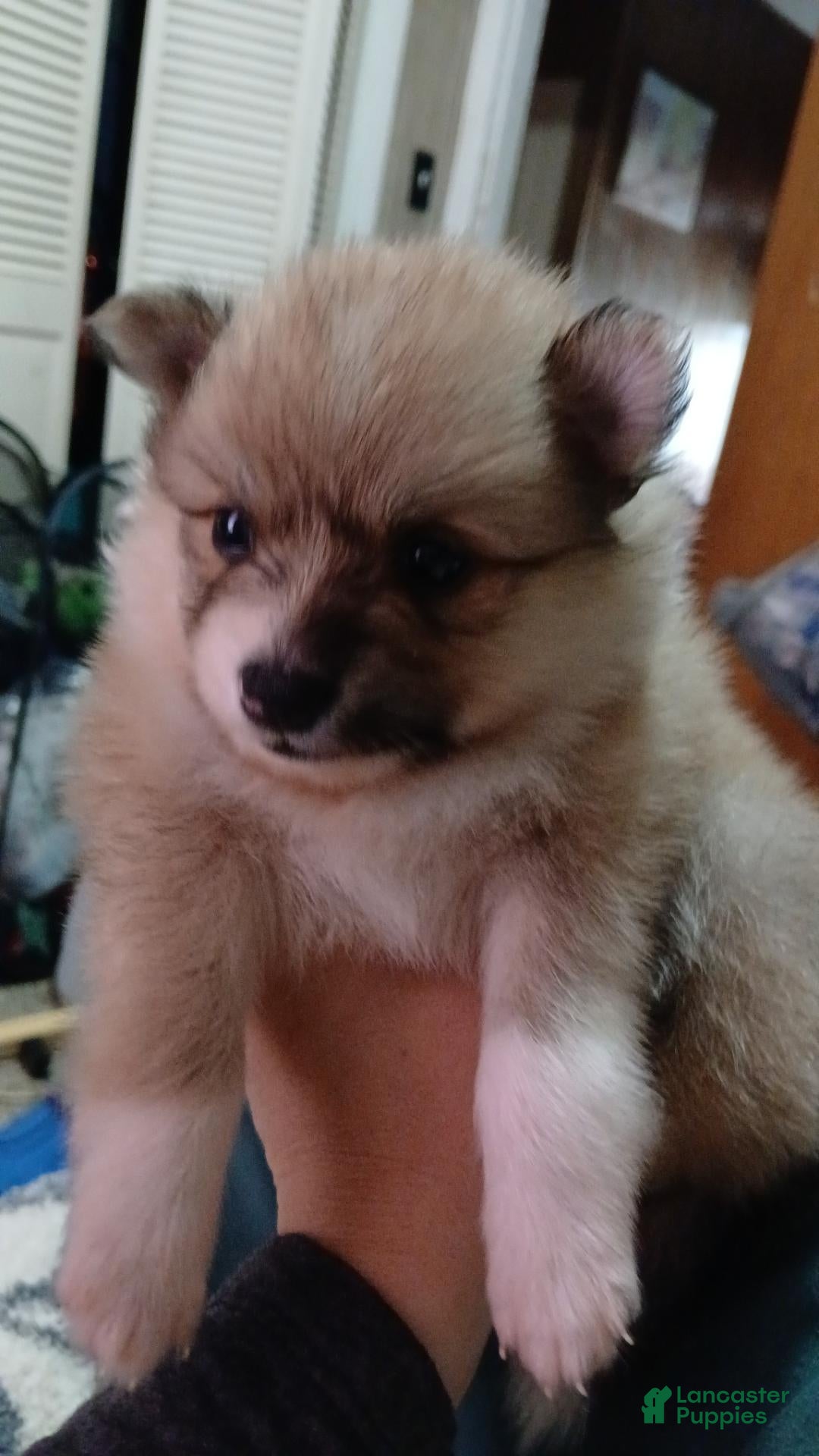 Pomeranian dogs for sale: Angel  - Ad 4