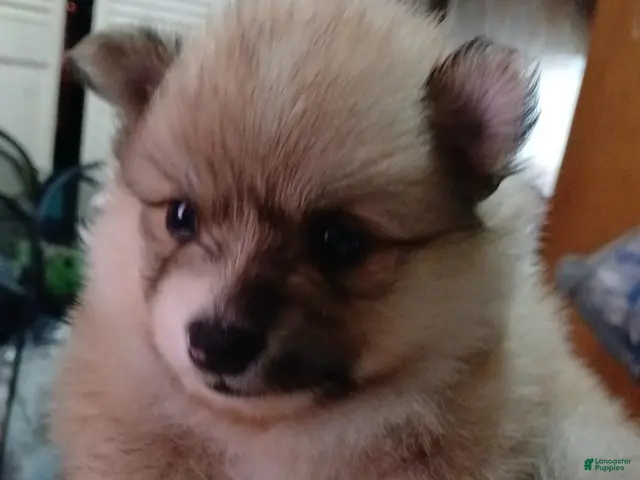Pomeranian dogs Angel - Ad 3