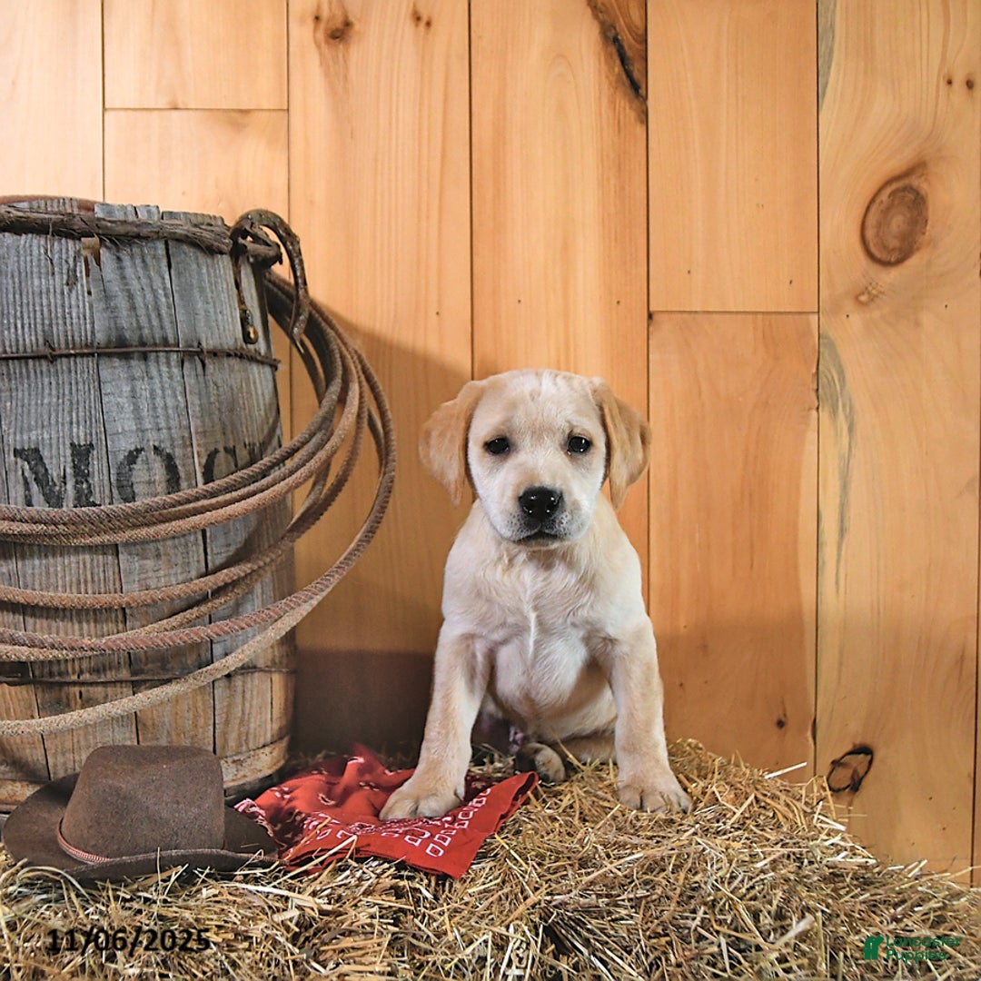 Labrador Retriever dogs for sale: Karmel - Ad 8