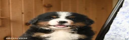 Bernese Mountain Dog dogs for sale: Smokey - Ad 4