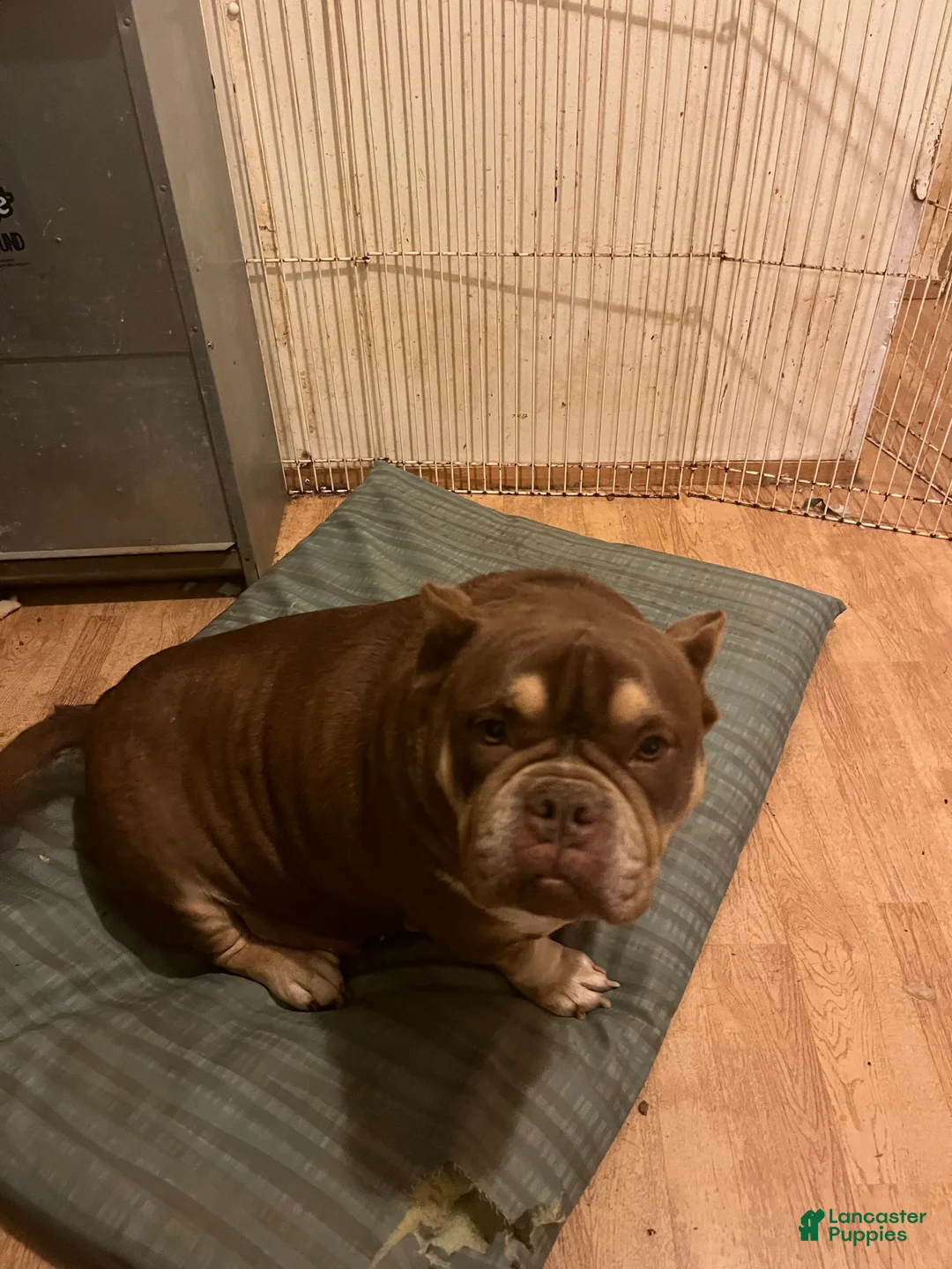 American Bully dogs for sale: American Bully Puppy 2 - Ad 4