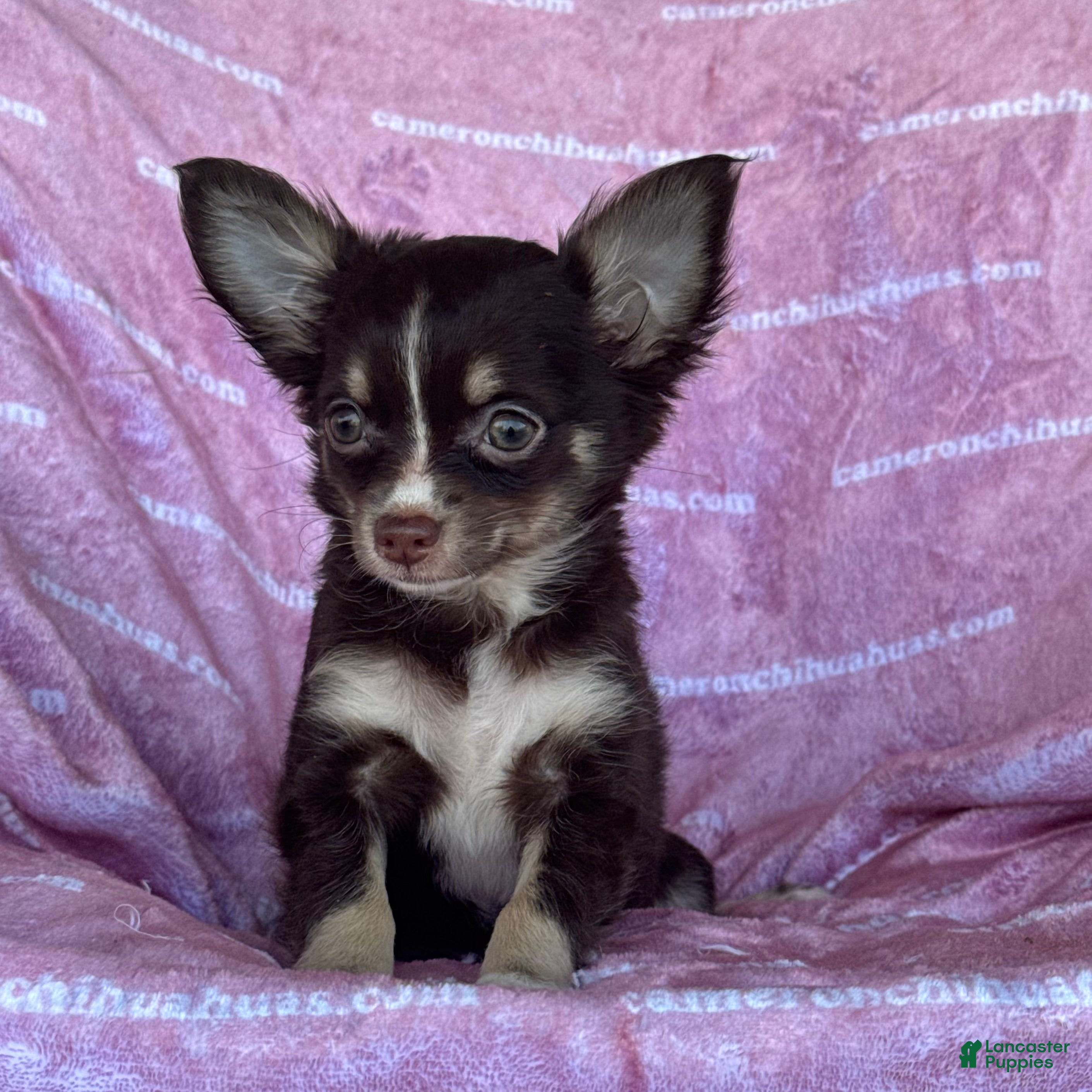 Chihuahua dogs Addison Chocolate Tri LC - Ad 29