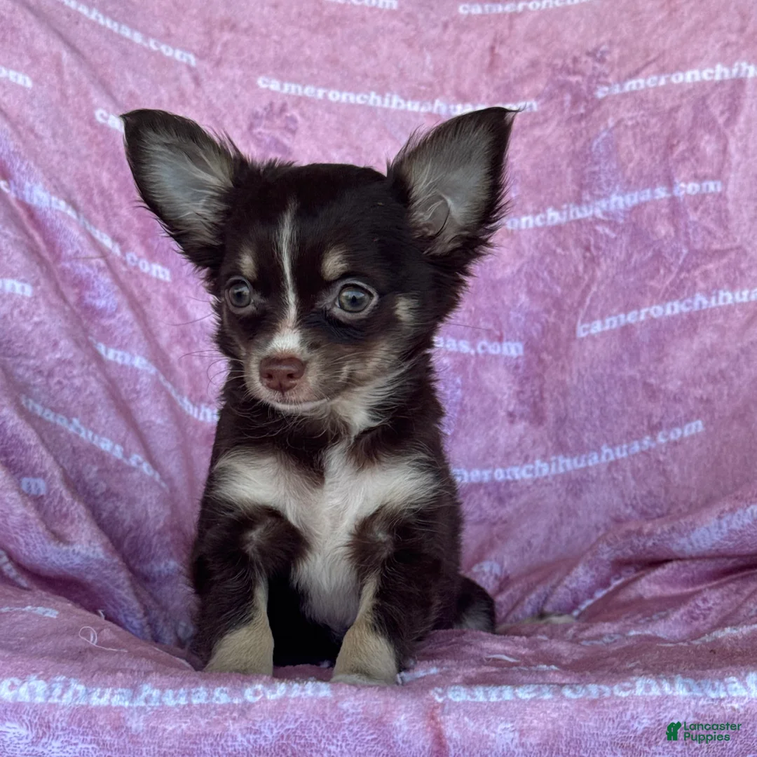 Chihuahua dogs for sale: Addison Chocolate Tri LC - Ad 1