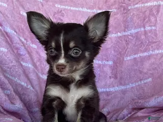 Chihuahua dogs Addison Chocolate Tri LC - Ad 27