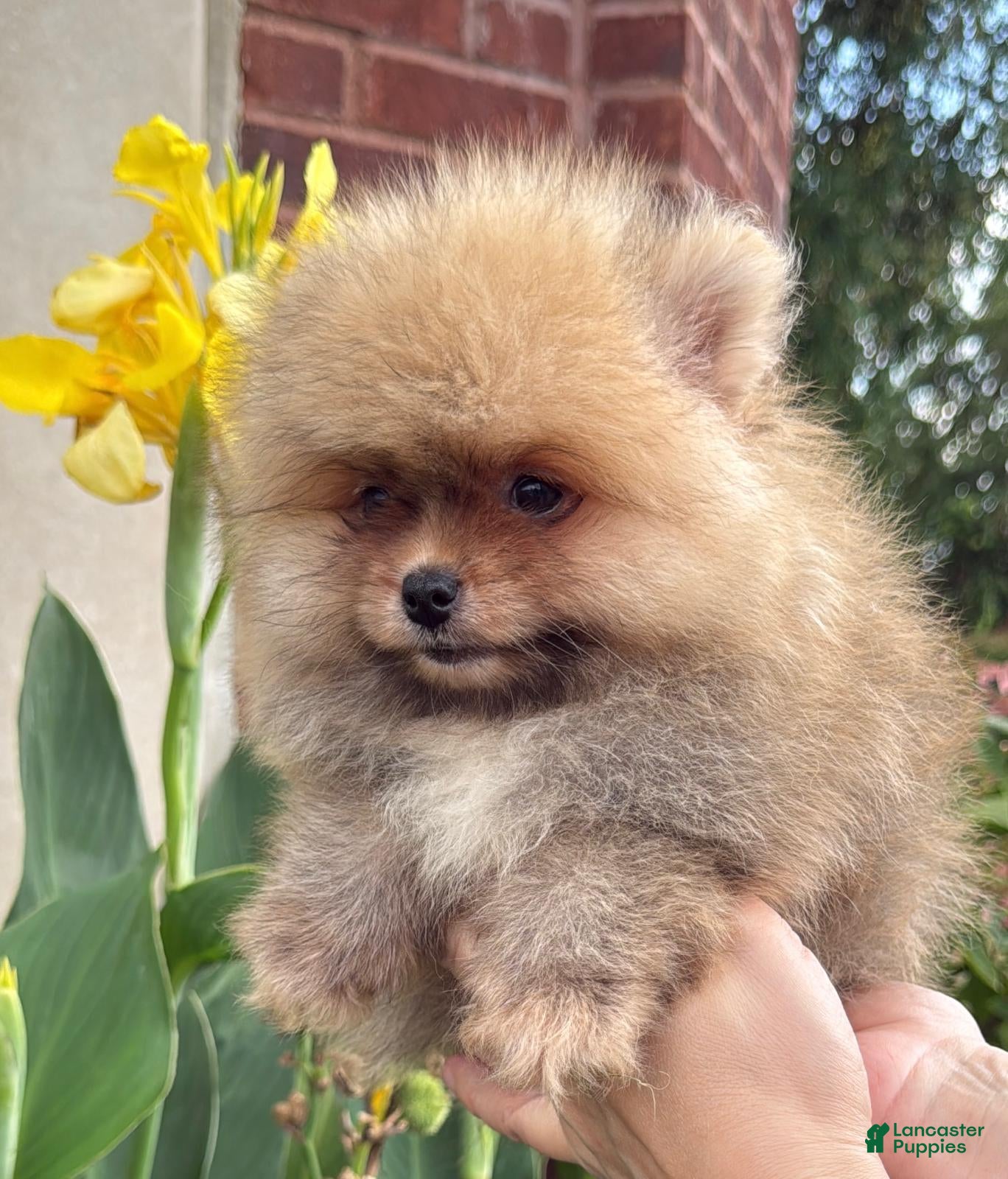 Pomeranian dogs Benny - Ad 2